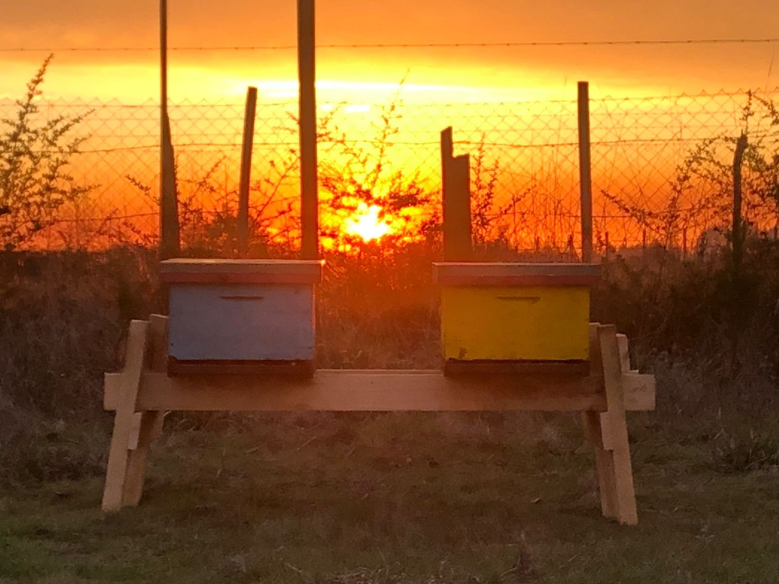 Colmenas Apival al atardecer en el campo